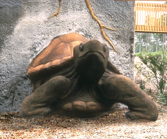brevard zoo tortoise